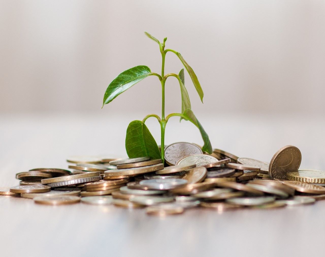 plant growing out of pile of coins